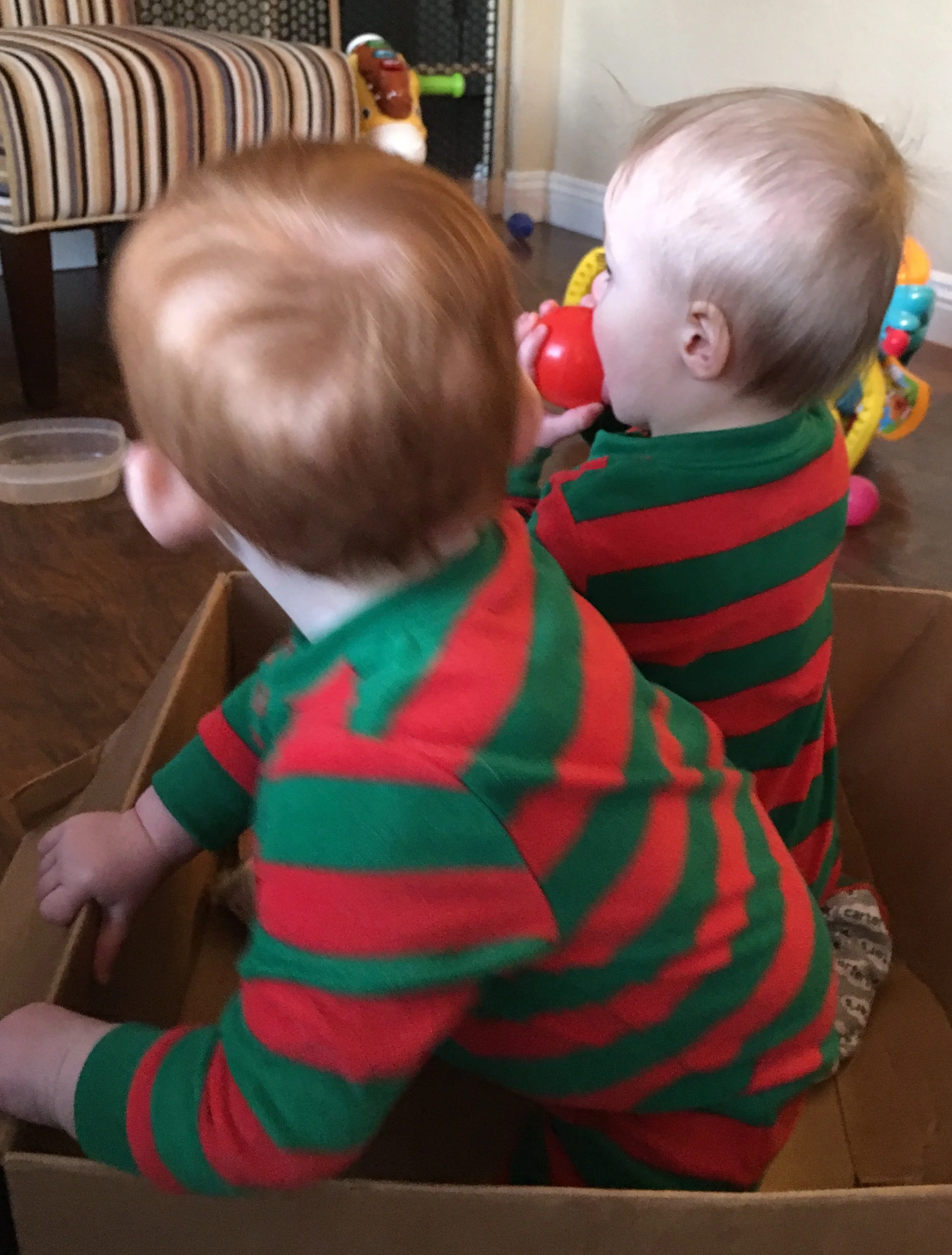 Our box of Christmas babies arrived!