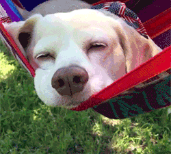 giphy-1.gif