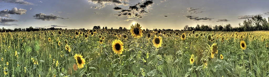 Sunflower-Panorama_Adam-Jacobs-Photography.jpg