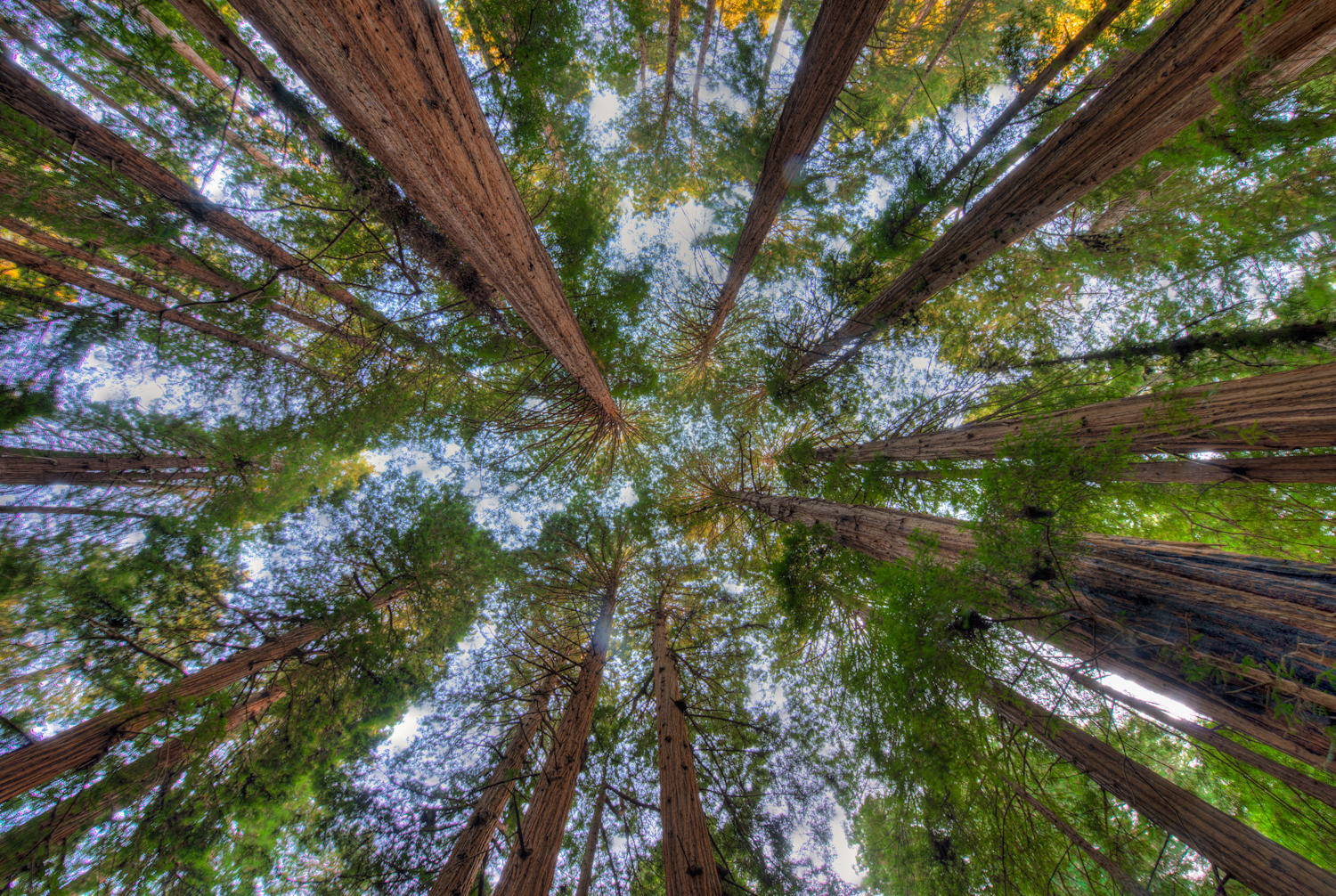 Adam Jacobs Photography_Redwood Forest.jpg