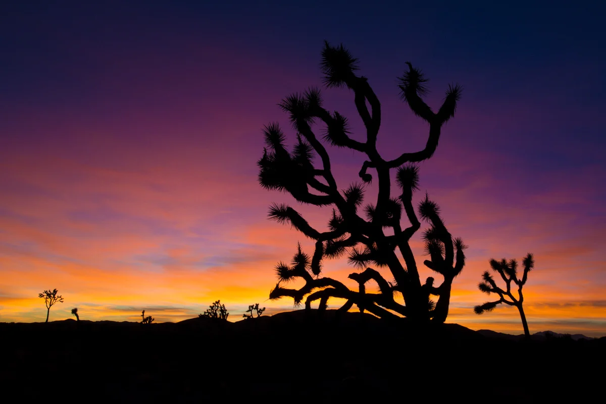 A classic Joshua Tree at sunset - Joshua Tree National Park