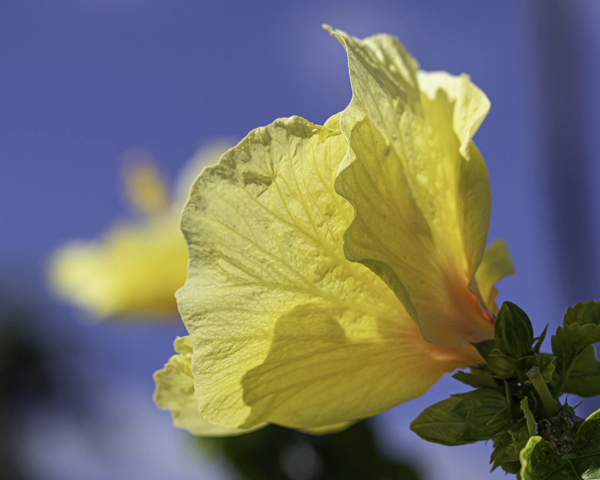 Adam Jacobs Photography Floral Workshop-1.jpg