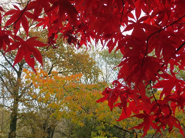 Hello November - Autumn colours and the Japanese maple tree | Cloudberry Lane