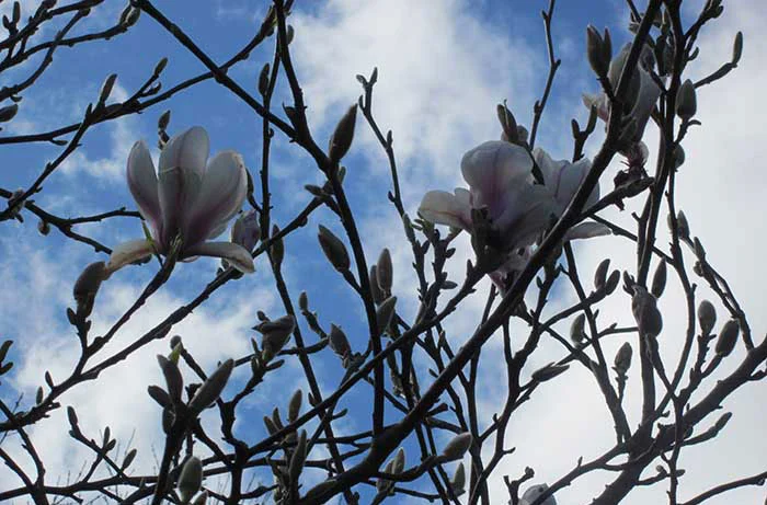Pretty Magnolia Tree