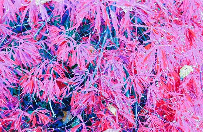 Fire red Japanese Maple tree | Cloudberry Lane