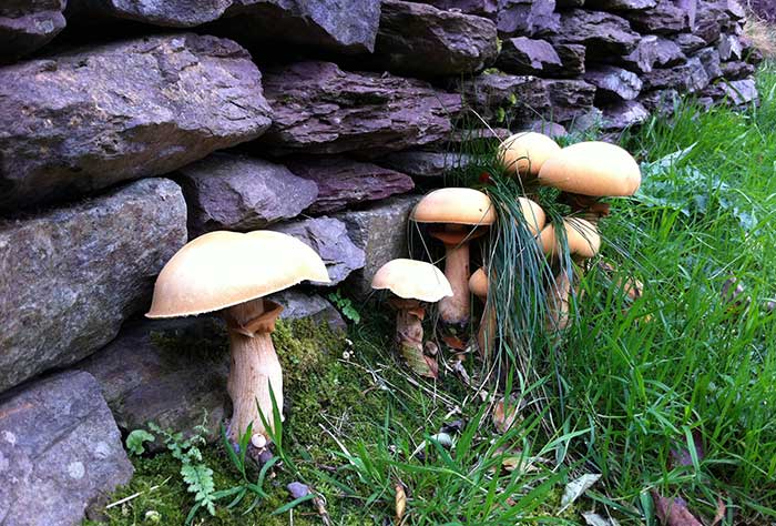 Toadstools standing leaning against walls | Cloudberry Lane