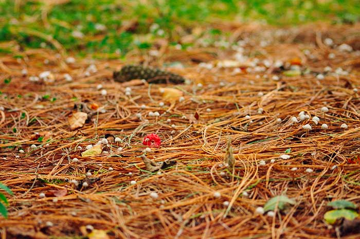 Mushrooms hiding in pine needles | Cloudberry Lane