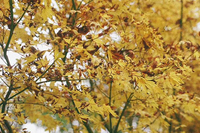 Mellow in twilight before becoming an illusion | Cloudberry Lane
