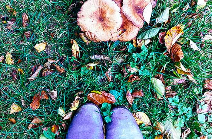 Mushrooms and toadstools | Cloudberry Lane