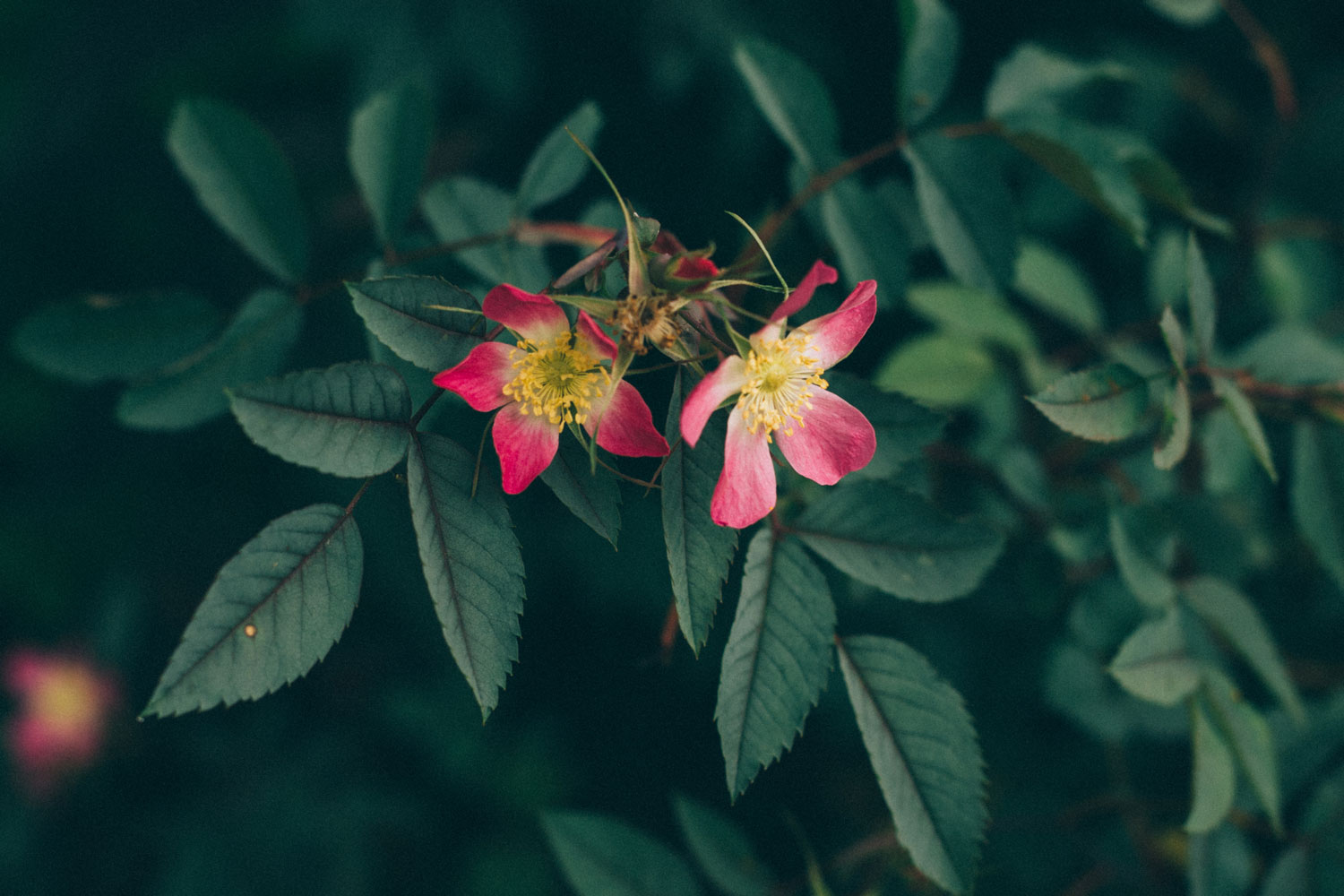 how to slow down | cloudberry lane.jpeg