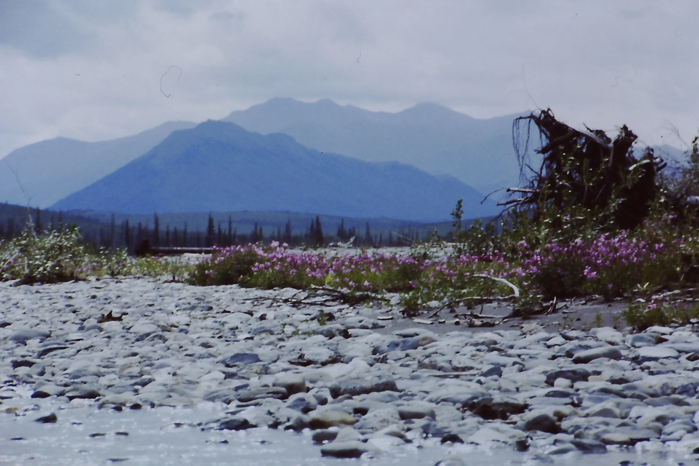 Alaska 96 057.JPG