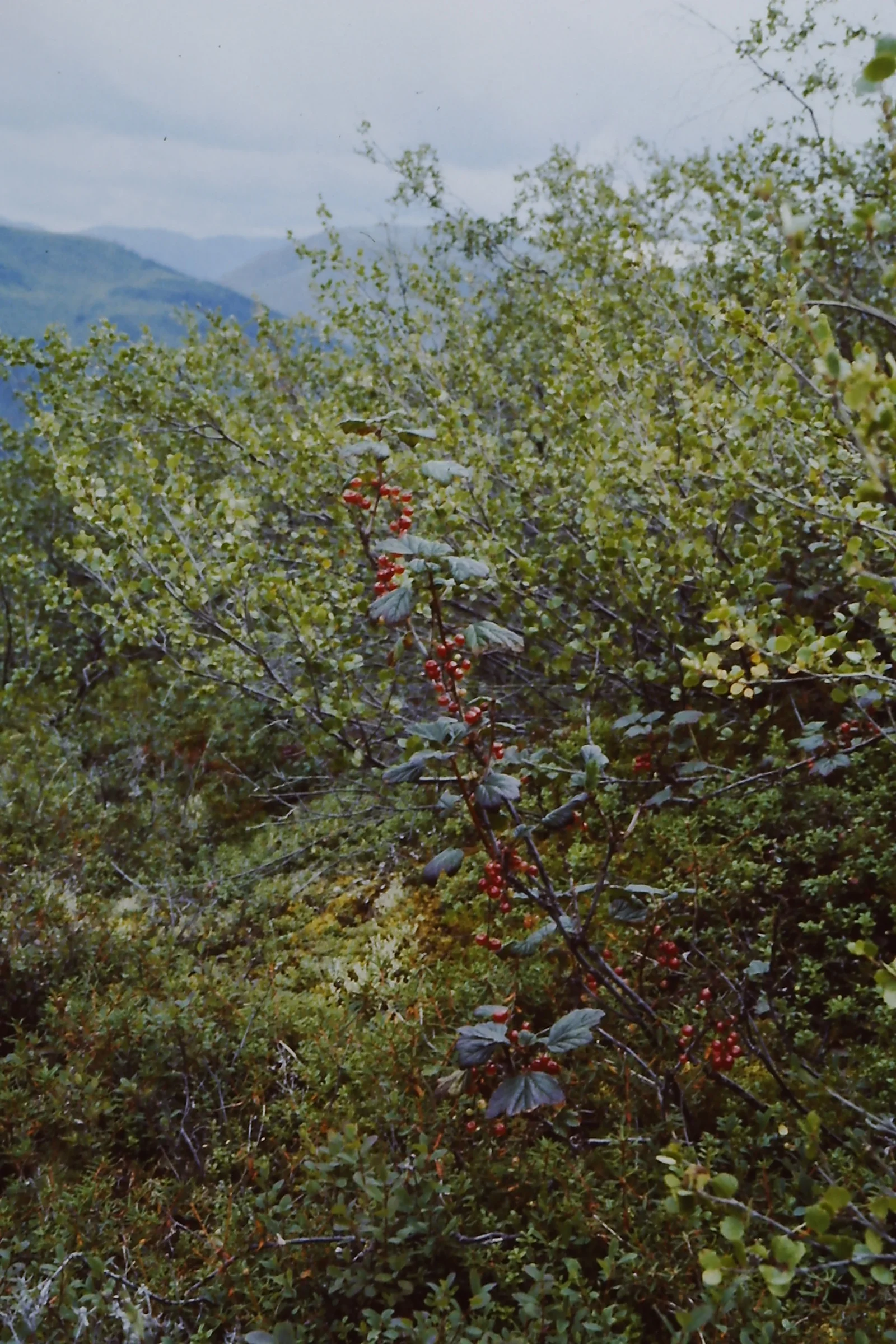 Alaska 96 082.JPG