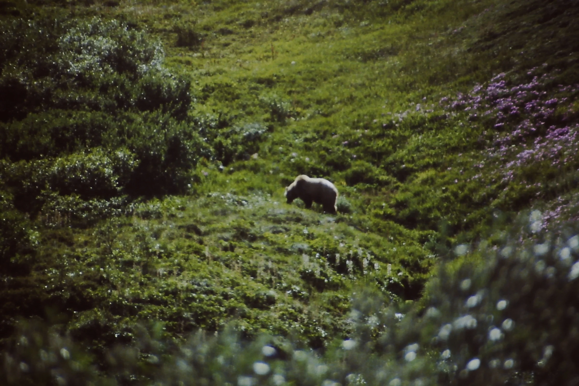 Alaska 96 155.JPG