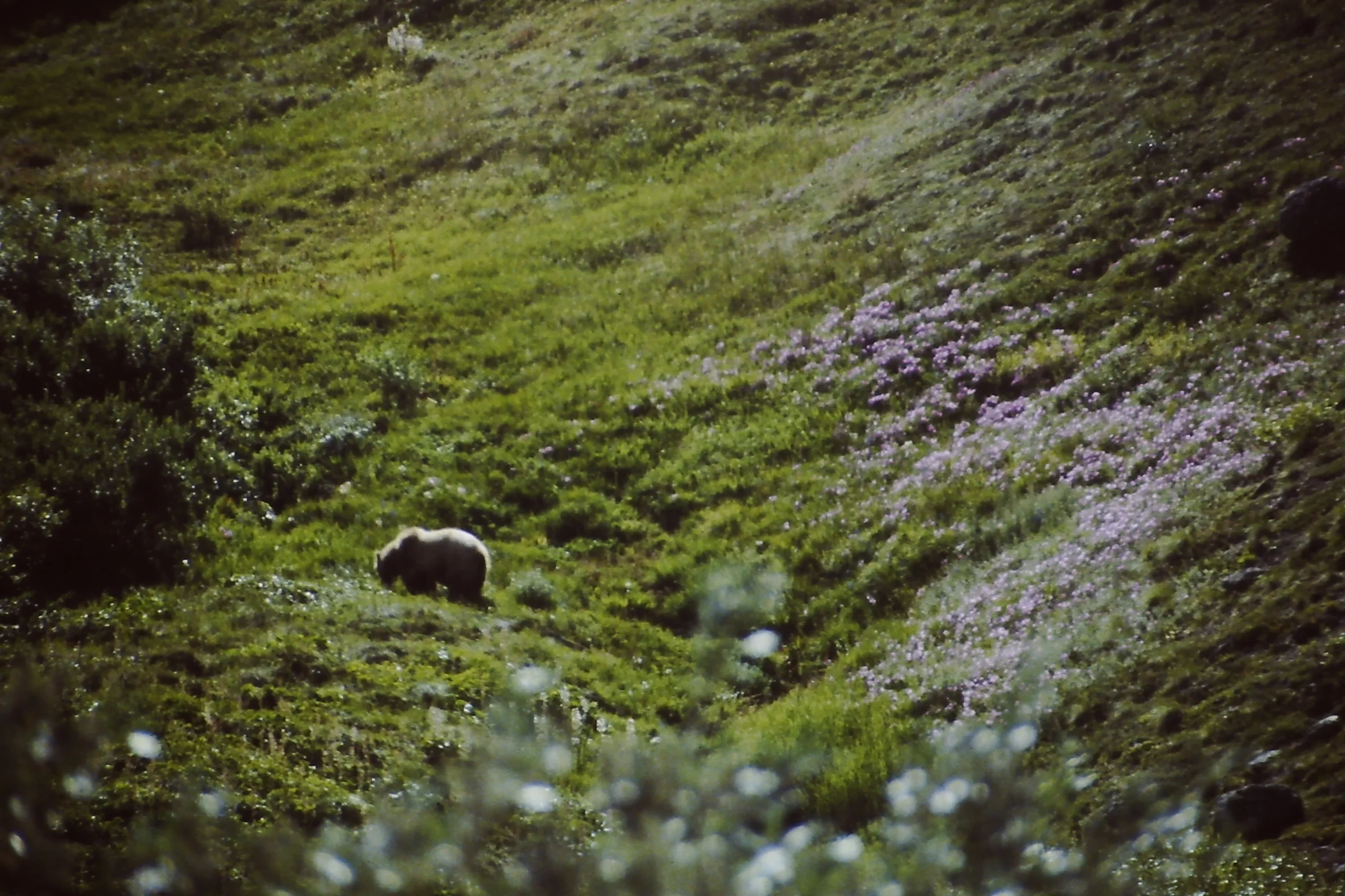 Alaska 96 156.JPG