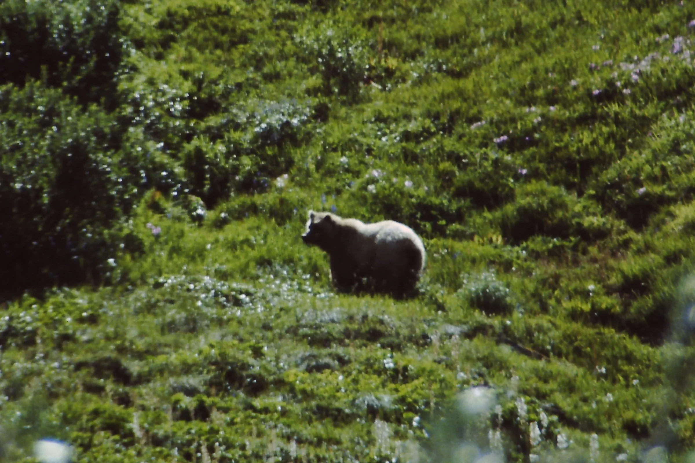 Alaska 96 157.JPG
