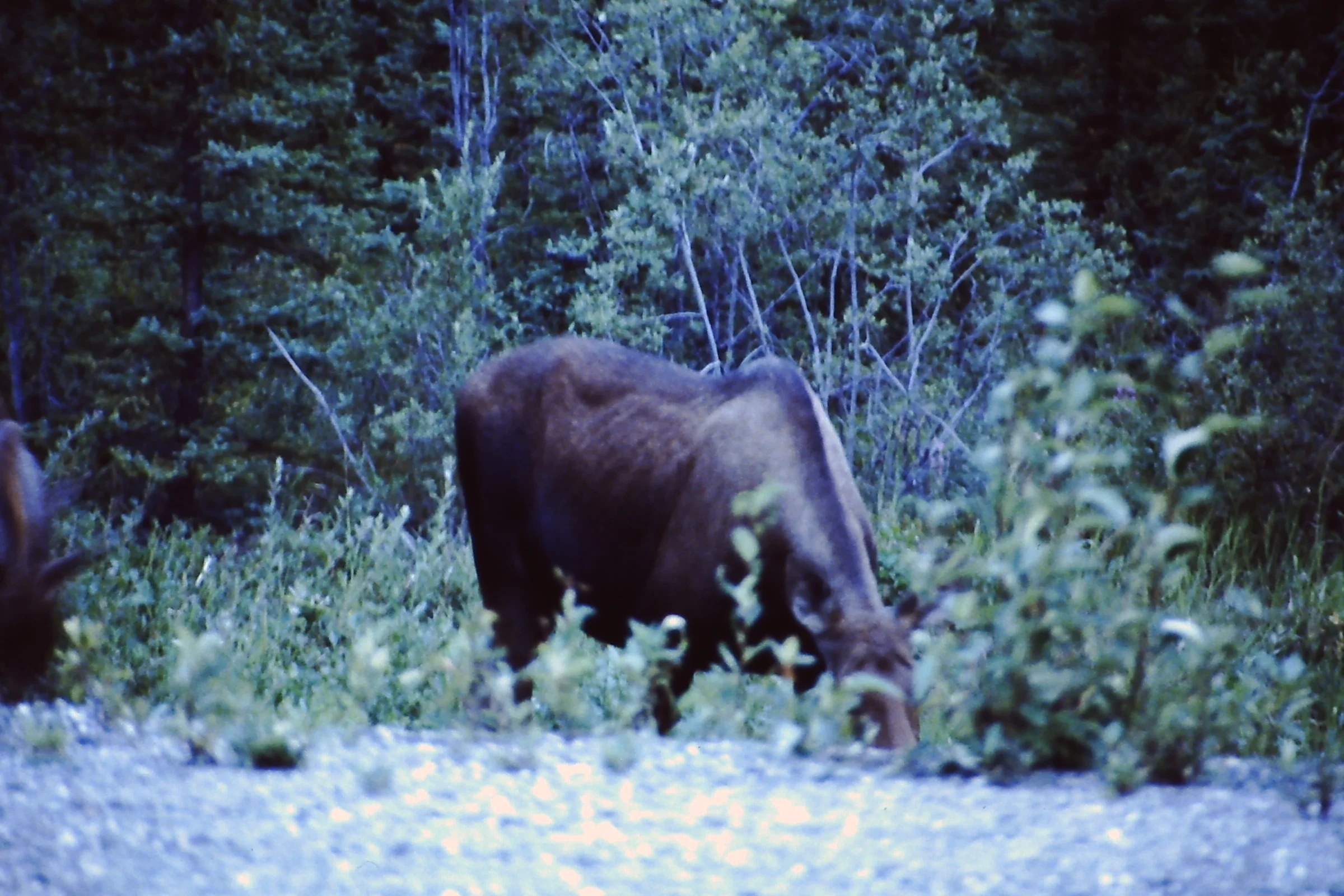 Alaska 96 198.JPG