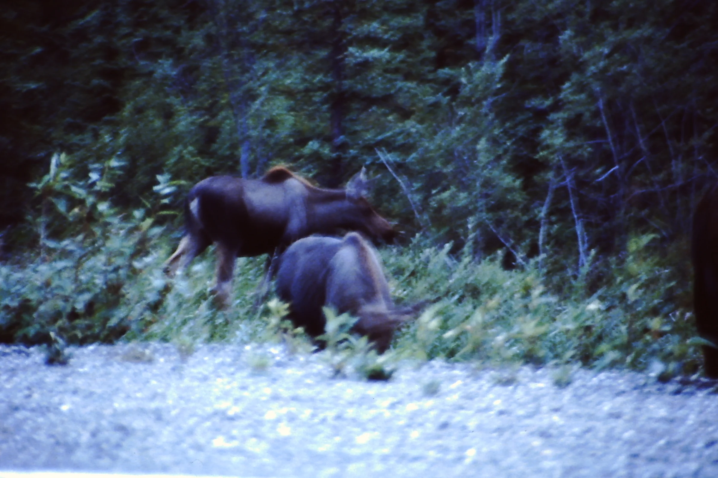 Alaska 96 199.JPG