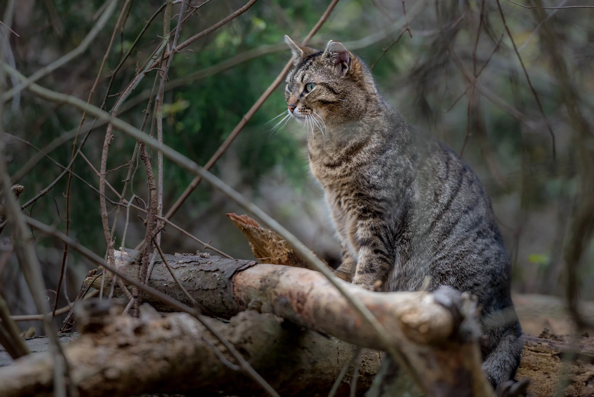 DSC_2412.jpg