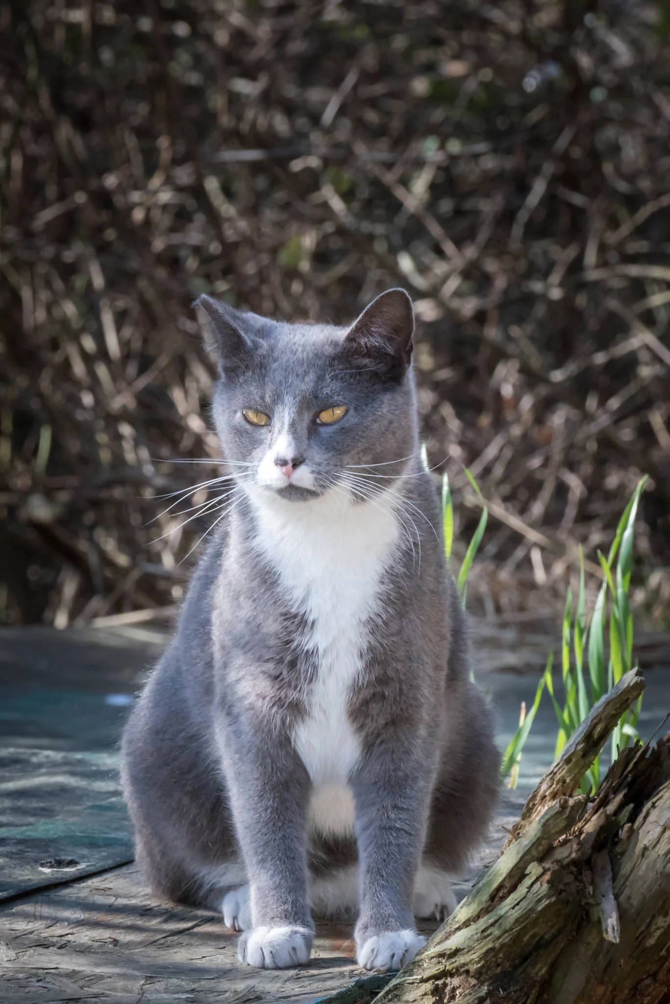 DSC_2463.jpg