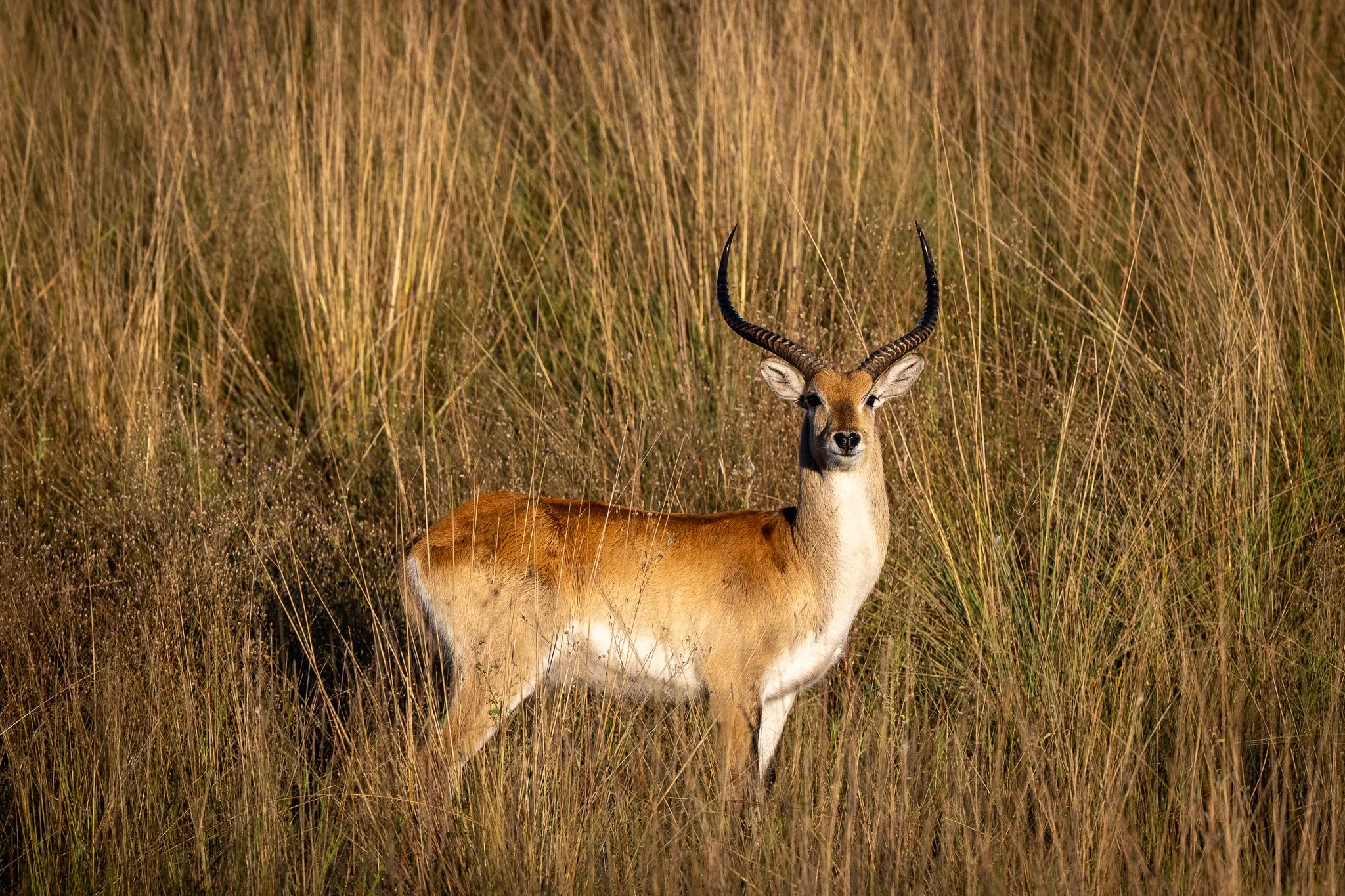 Z9D_8530.jpg