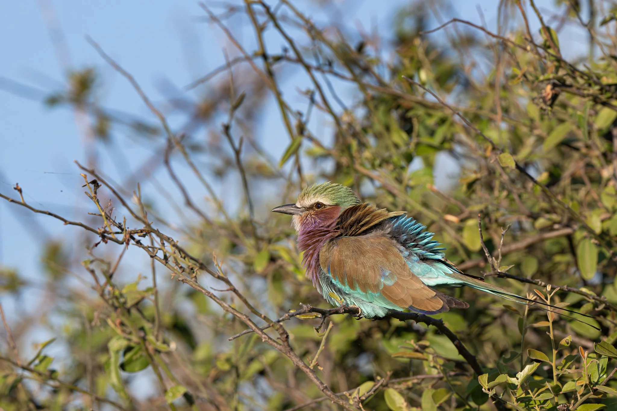 Z9D_9657.jpg