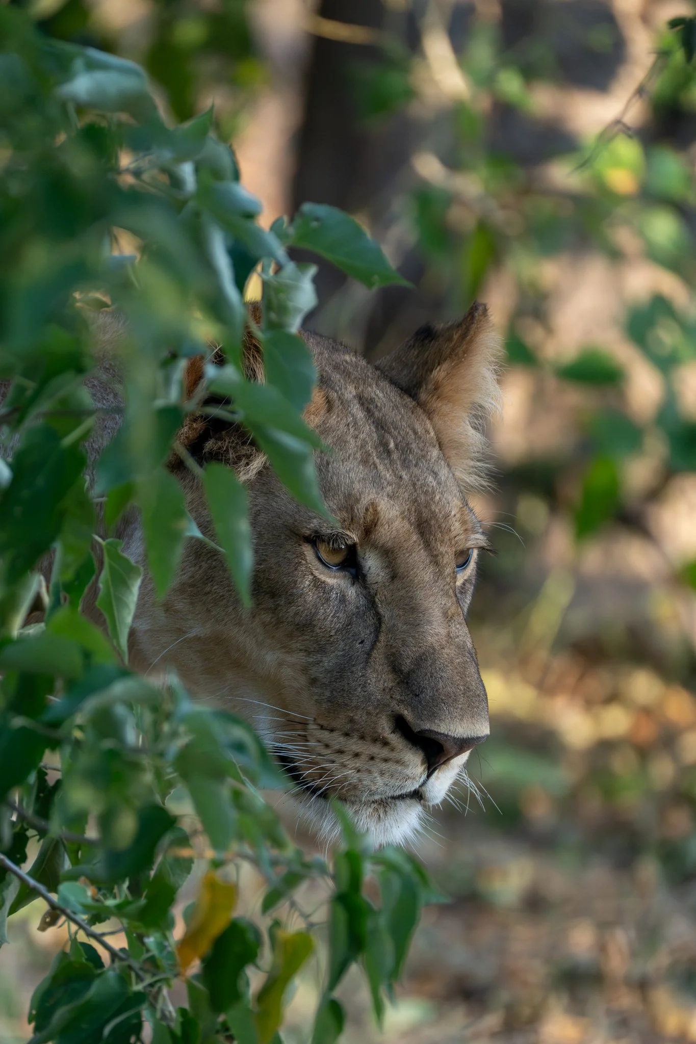 Z8D_8641.jpg