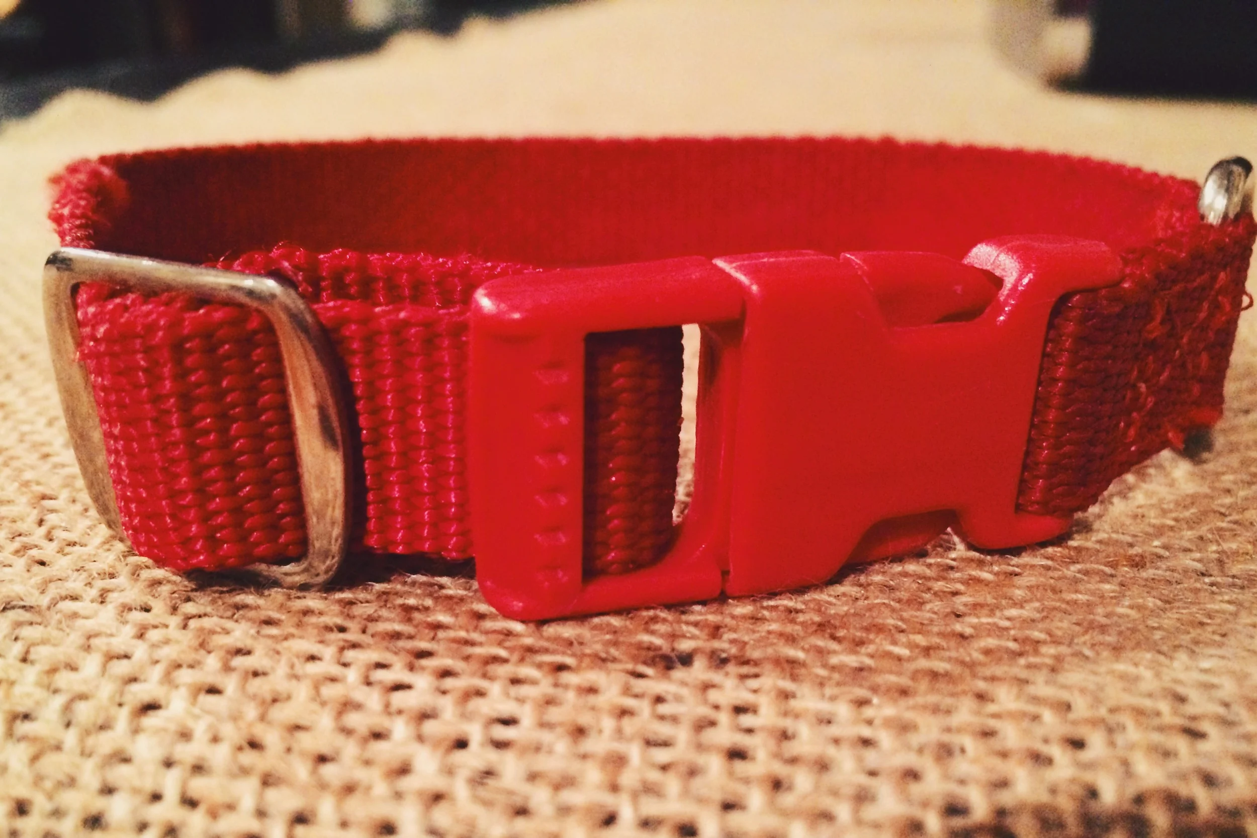 First puppy red collar ❤️