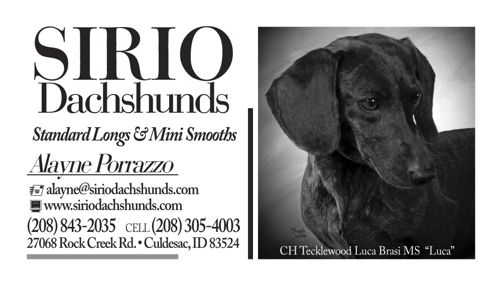 30560_SirioDachshunds_BC-1c.jpg