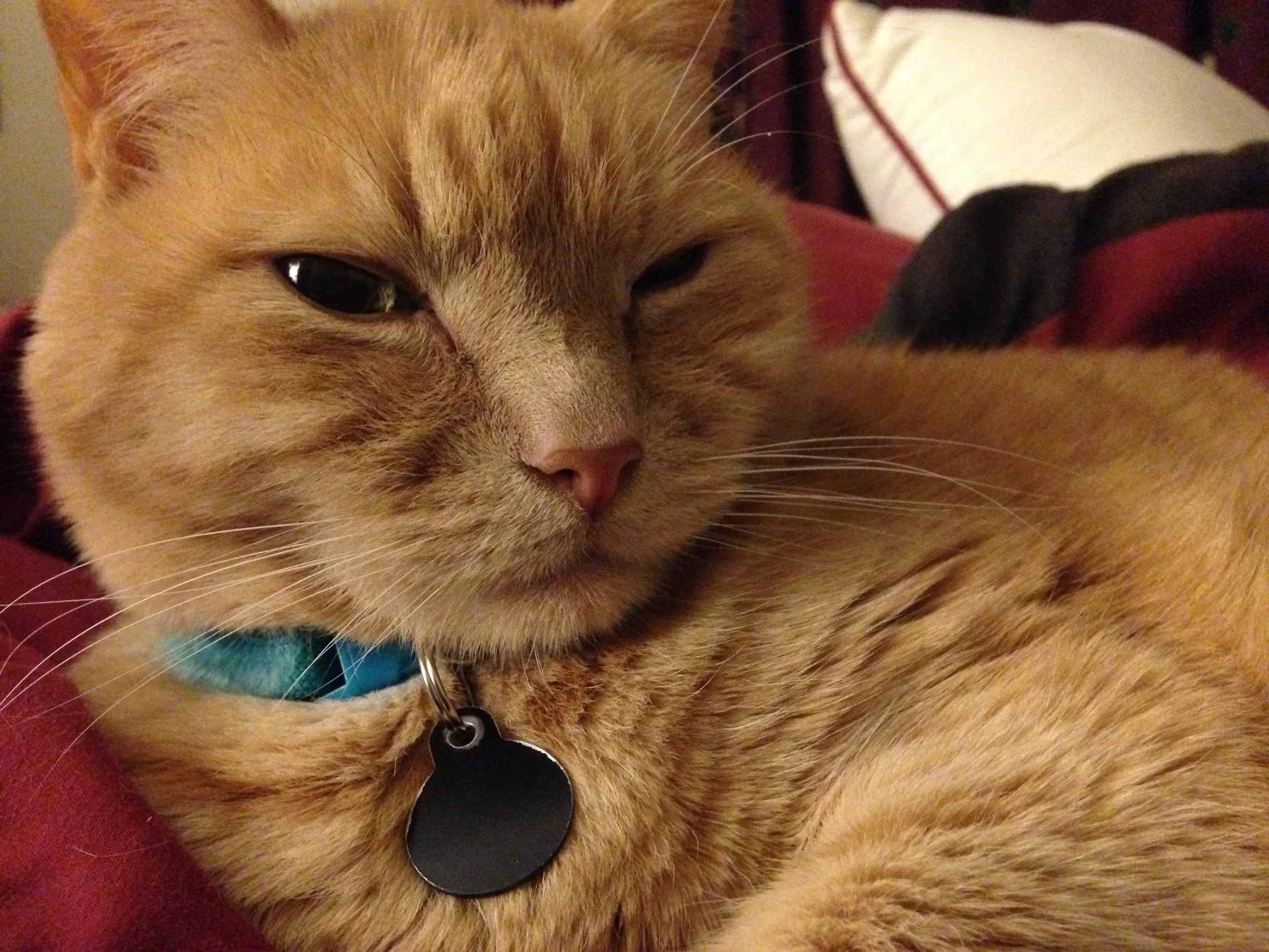 From the vault: On the subject of feline bathing, bacon products, and salons