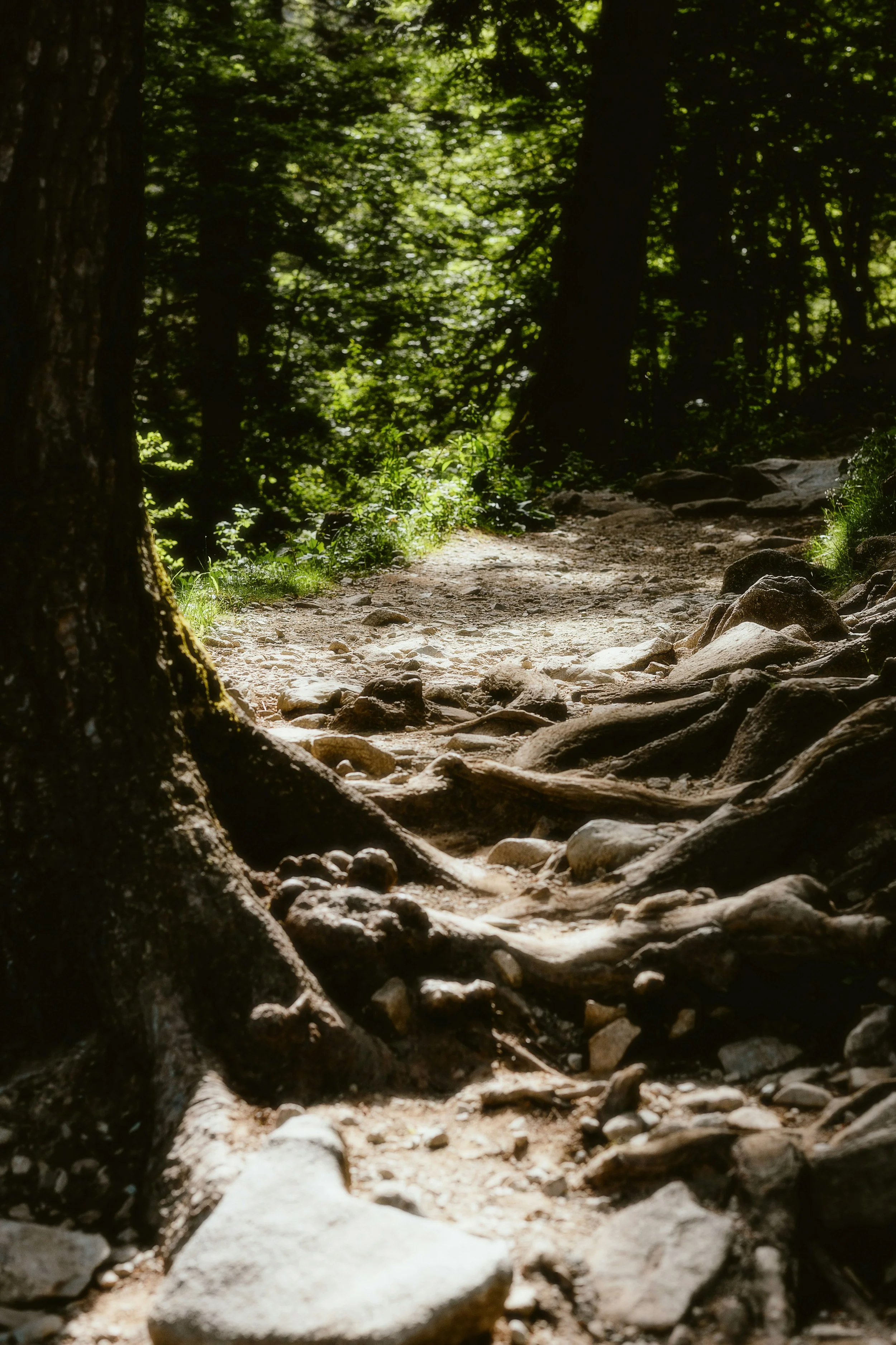 Into the Woods