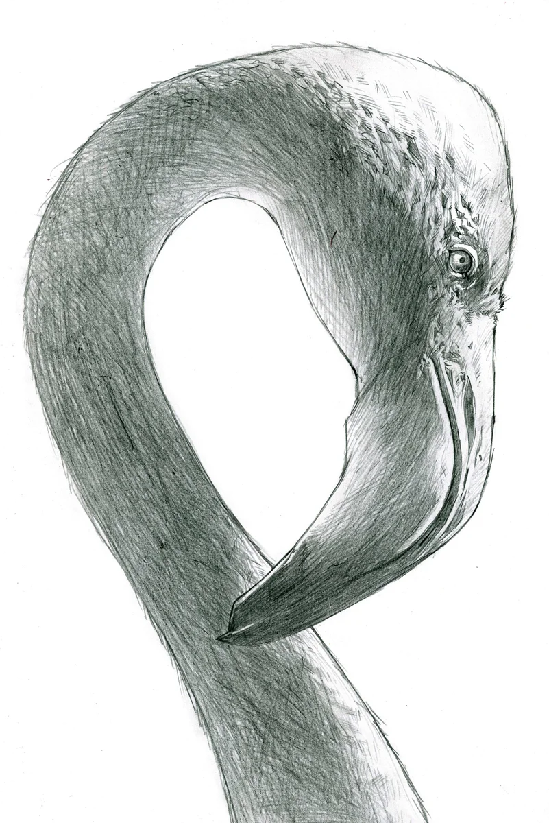 Graphite Flamingo.