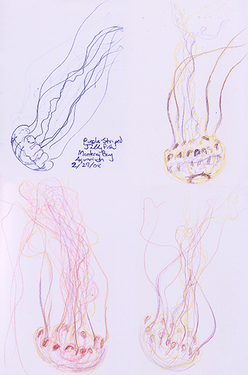 Sketches of Purple Striped Jellies in the Monterey Bay Aquarium
