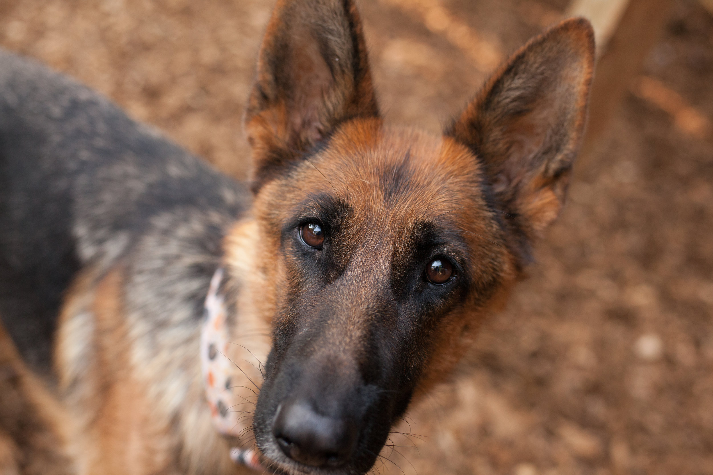 Information from the dog