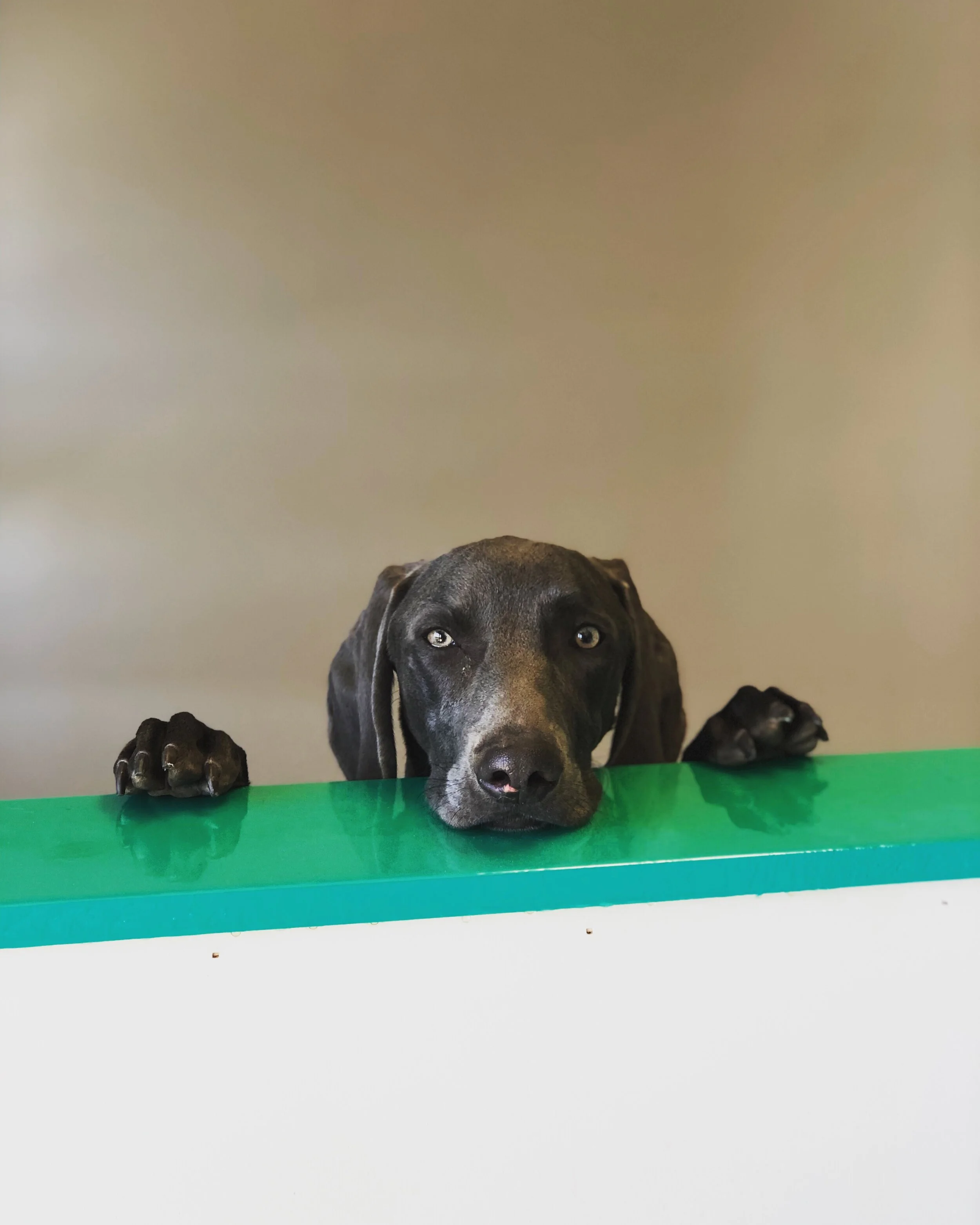 akc star puppy classes