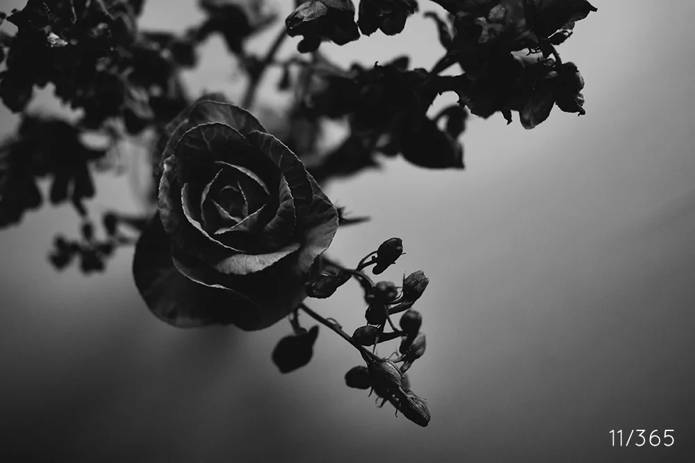 day_11_2013.jpg