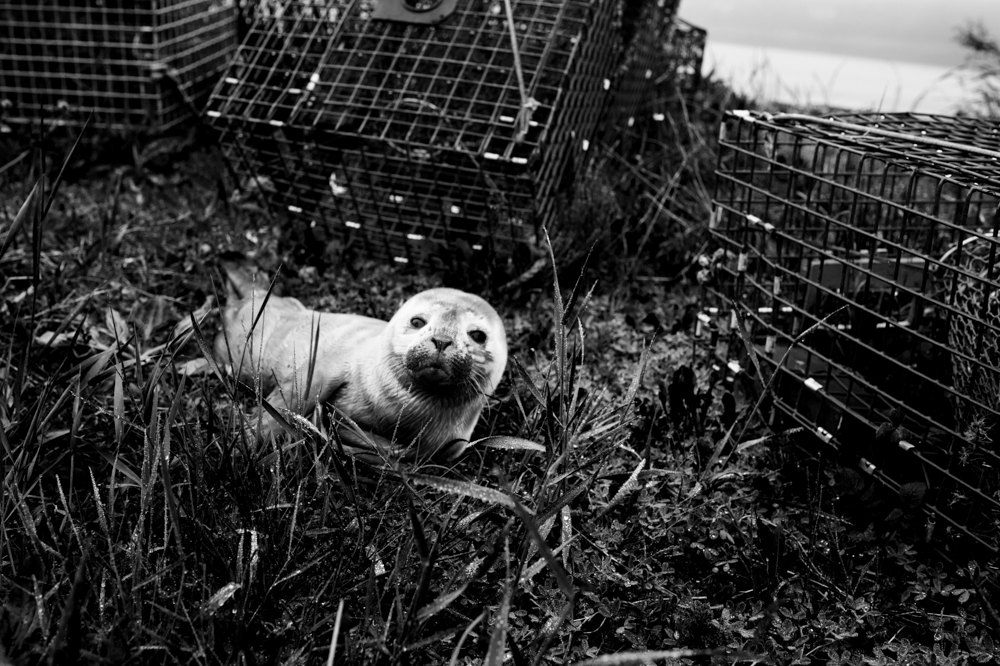 205/365 A baby seal. We had a meeting on Bailey Island, and were a bit early, so we went to check out the shore around Cook's Lobster House, and what did we see after running in and out of all the lobster trap piles??? A baby seal. He is fine, and Maine Marine Wildlife was on the way. The Warden and Sheriff were there, and allowed us to look more closely and take his picture. He seemed to like the attention.