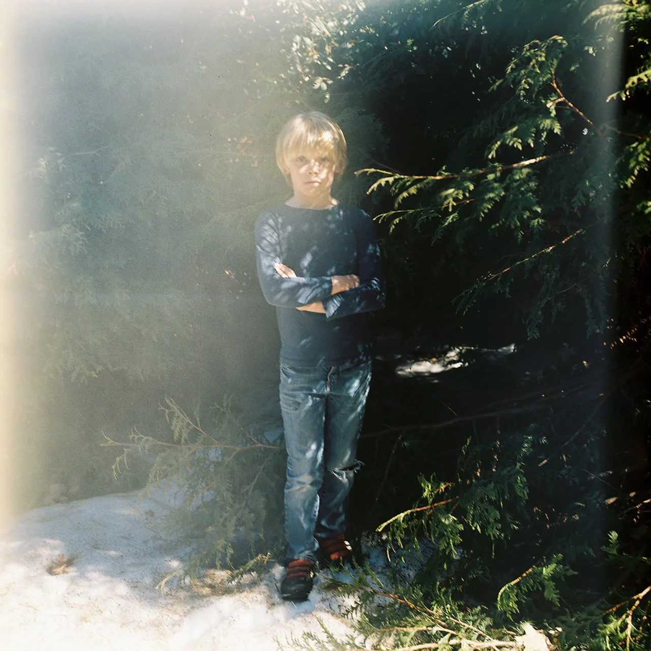 In the Cedars