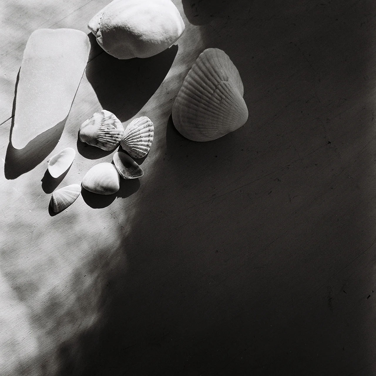 33/366 Rolleiflex 2.8 F | Tri-x 400 | Rodinal
