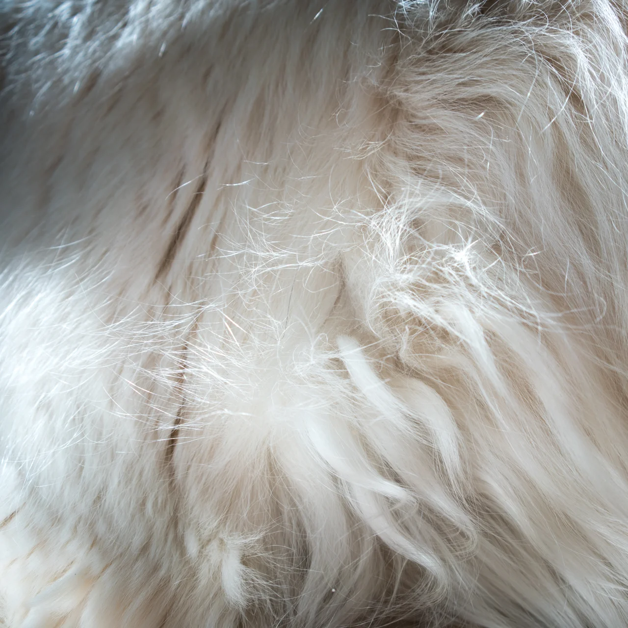 catewnek-_DSC0021.jpg