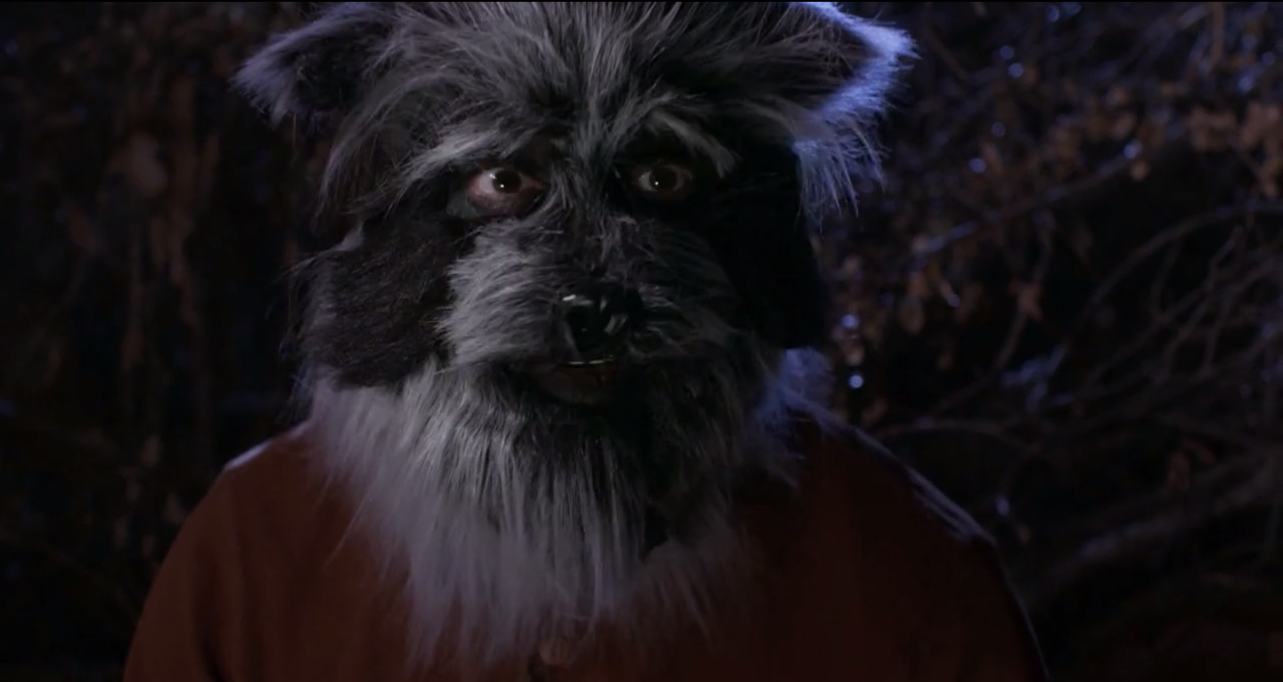 Two Raccoons