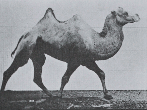 camel.gif
