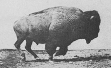 bison.gif