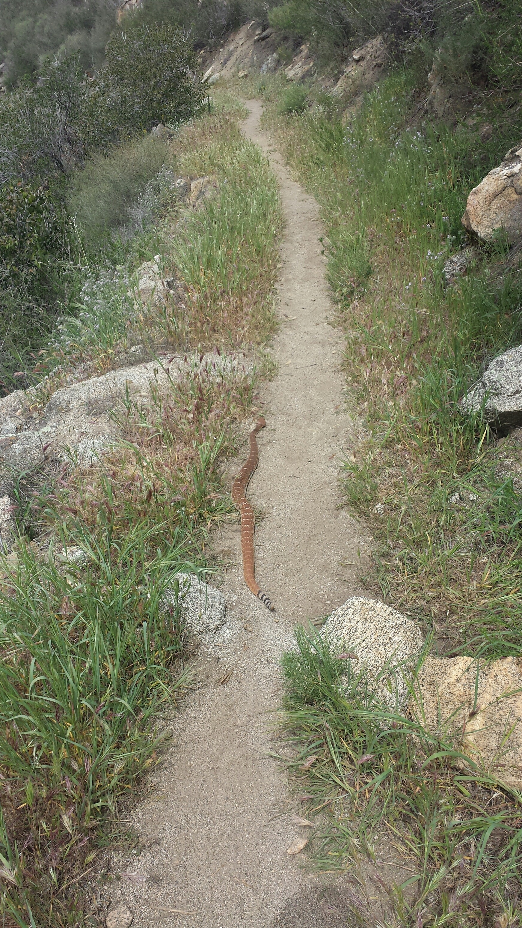 Pacific Red Diamond. Got to move a snake on day one.