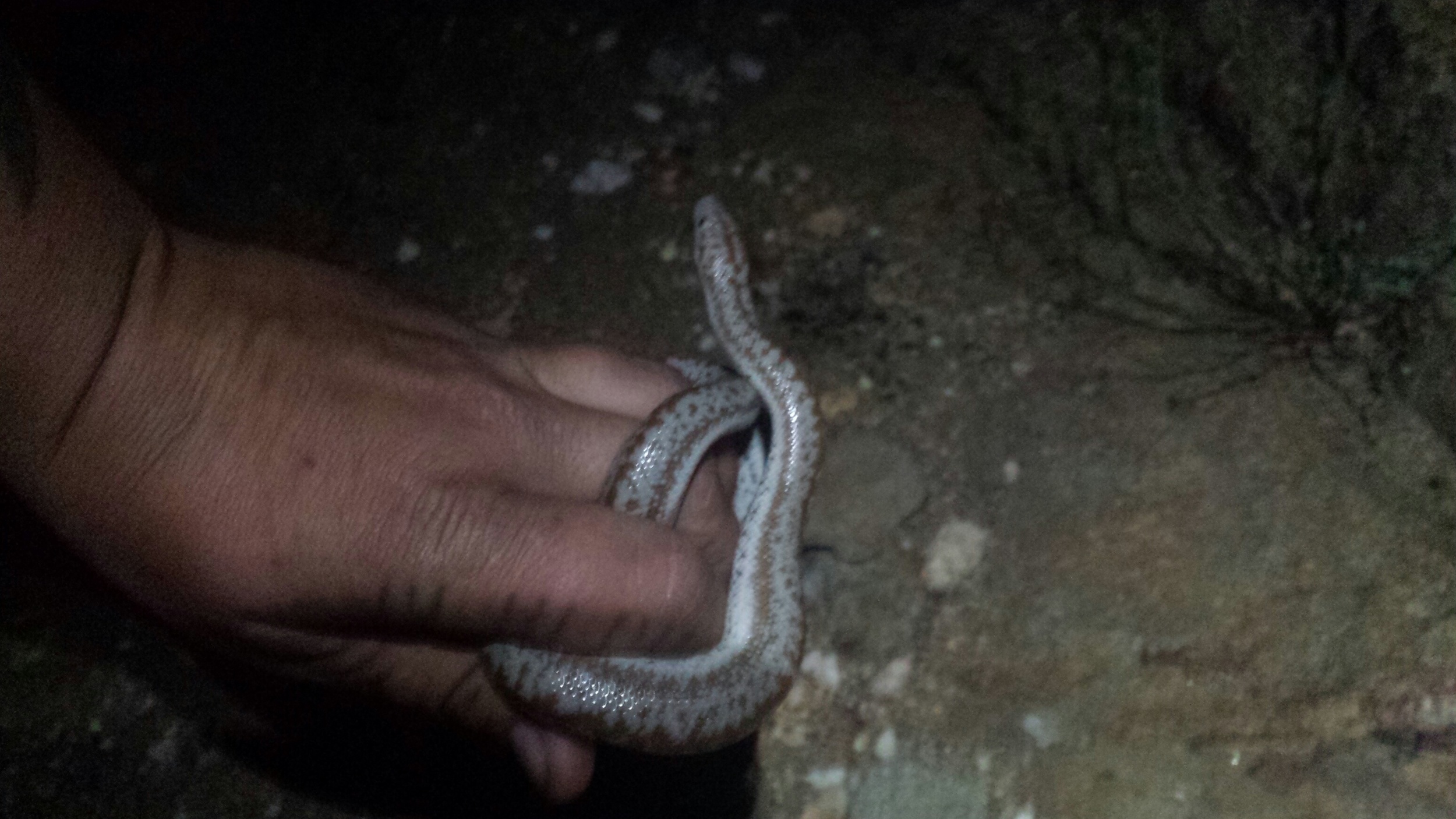 Rosy boa at night