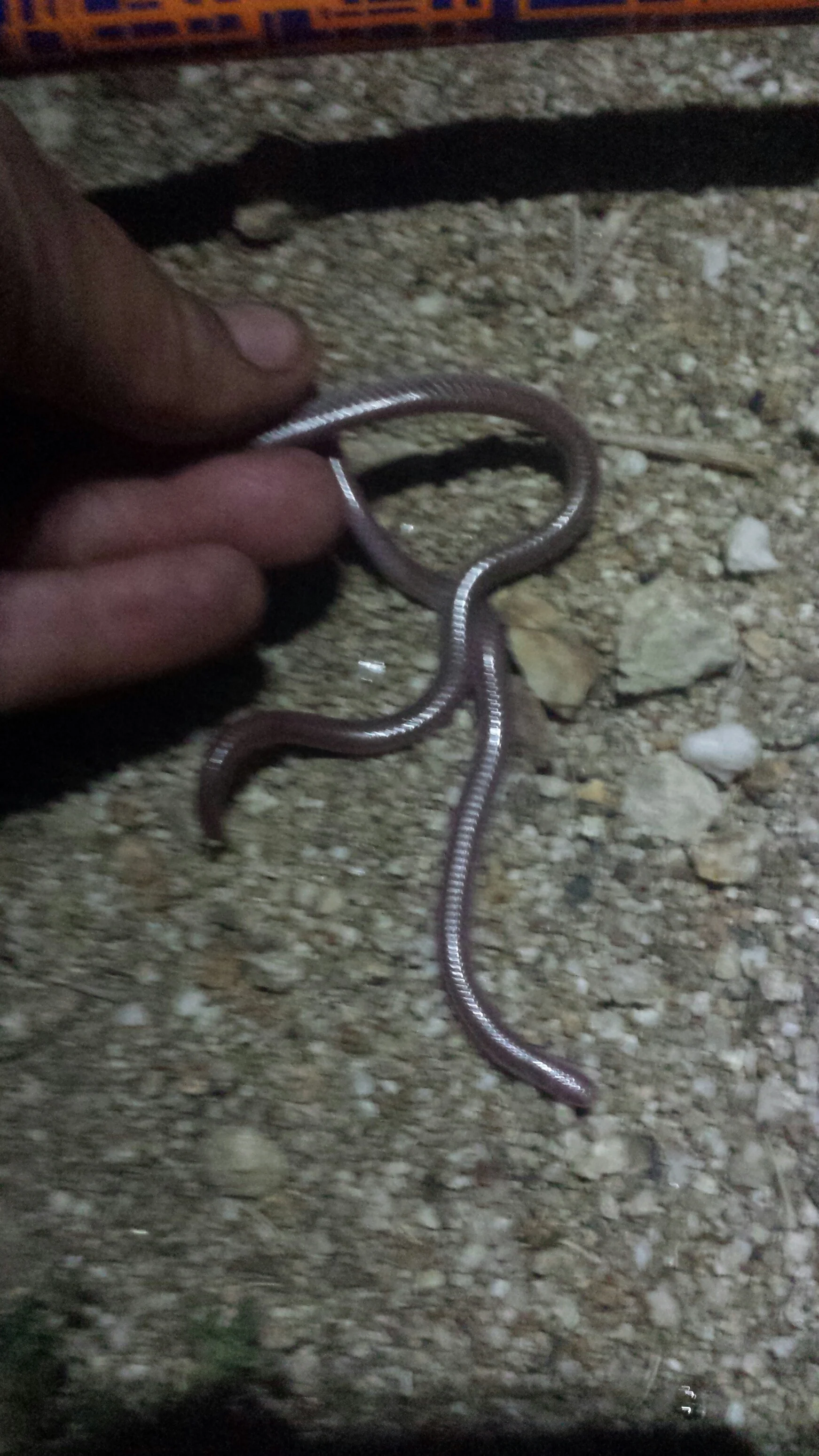 Worm snake. I swear.