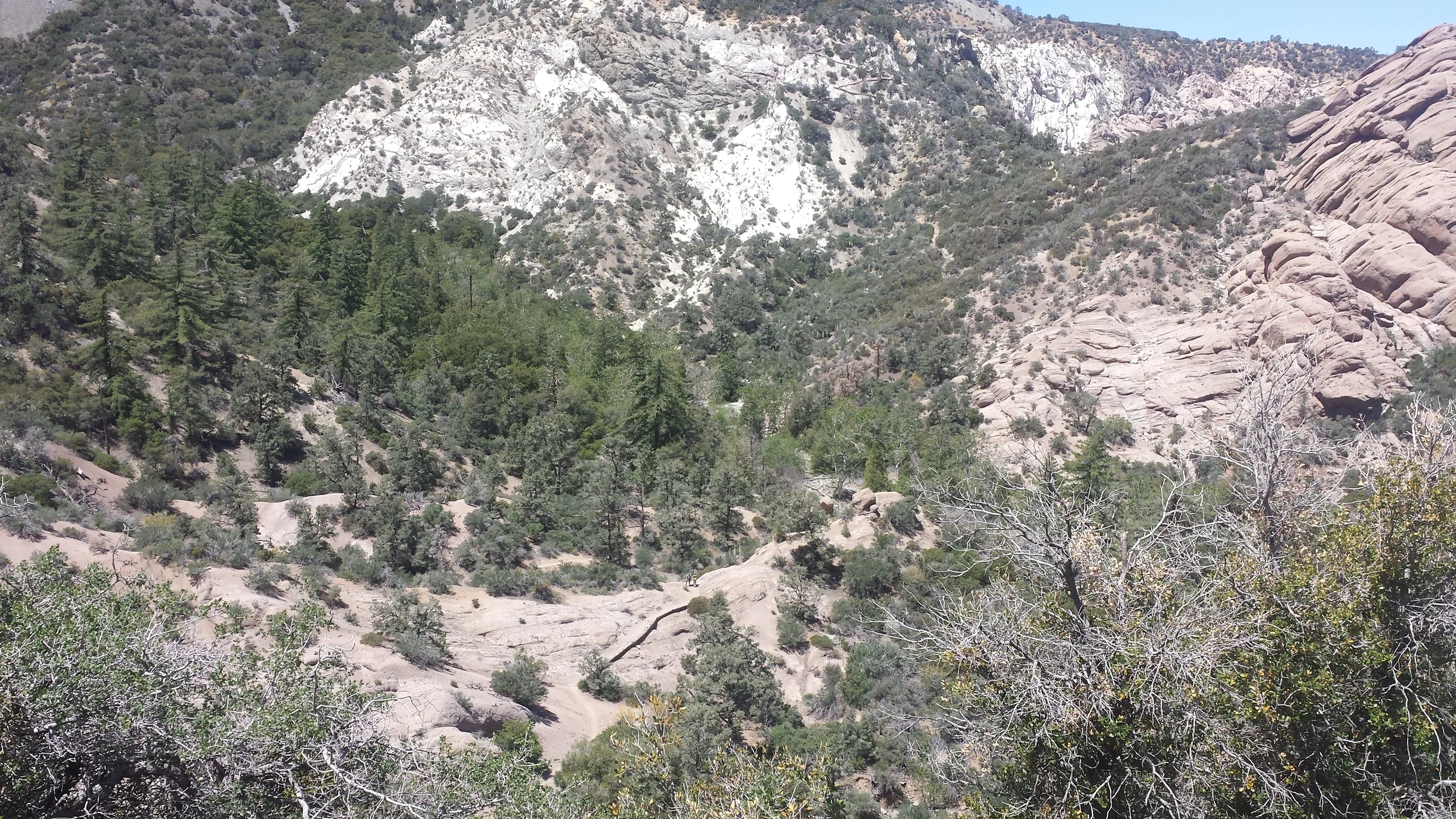 Coyote and Grasshopper in the Punchbowl.