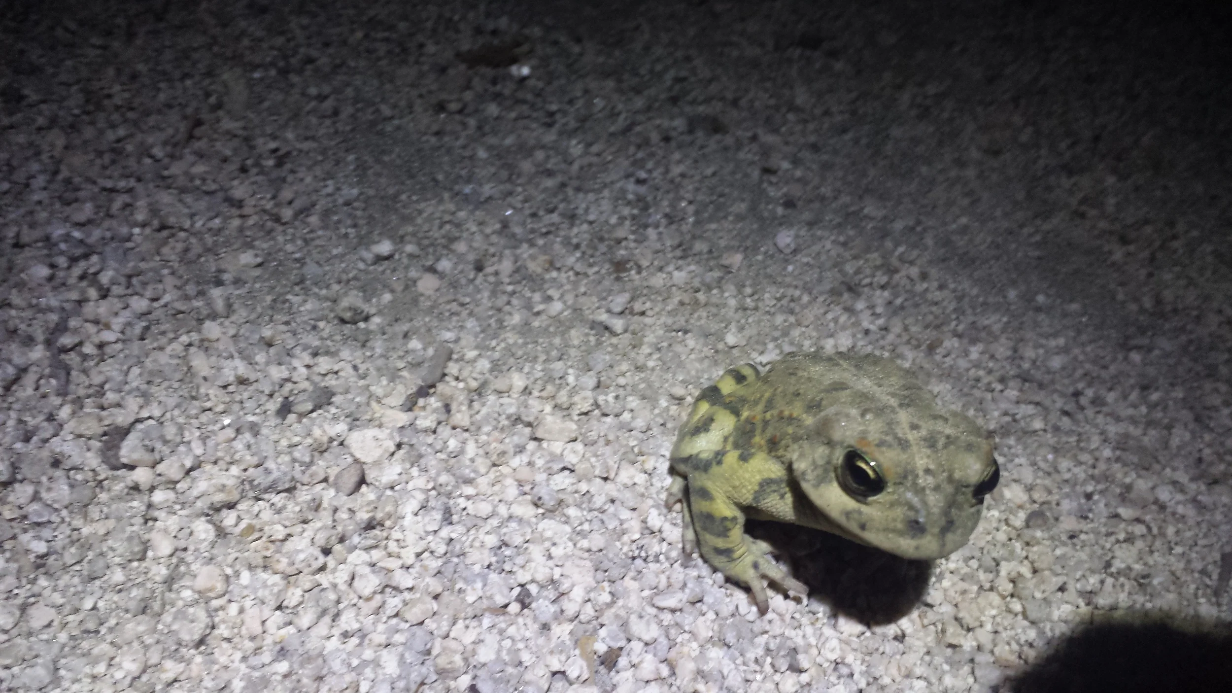 Toad in my path at night.
