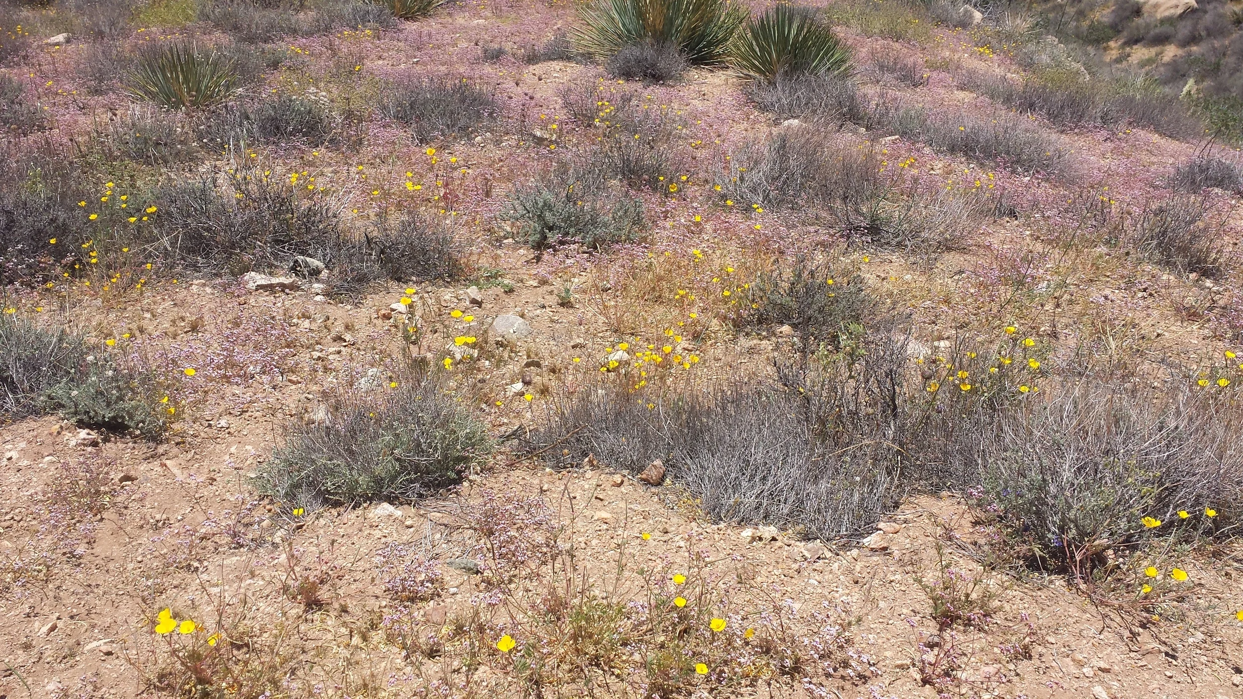 Bloomin desert!