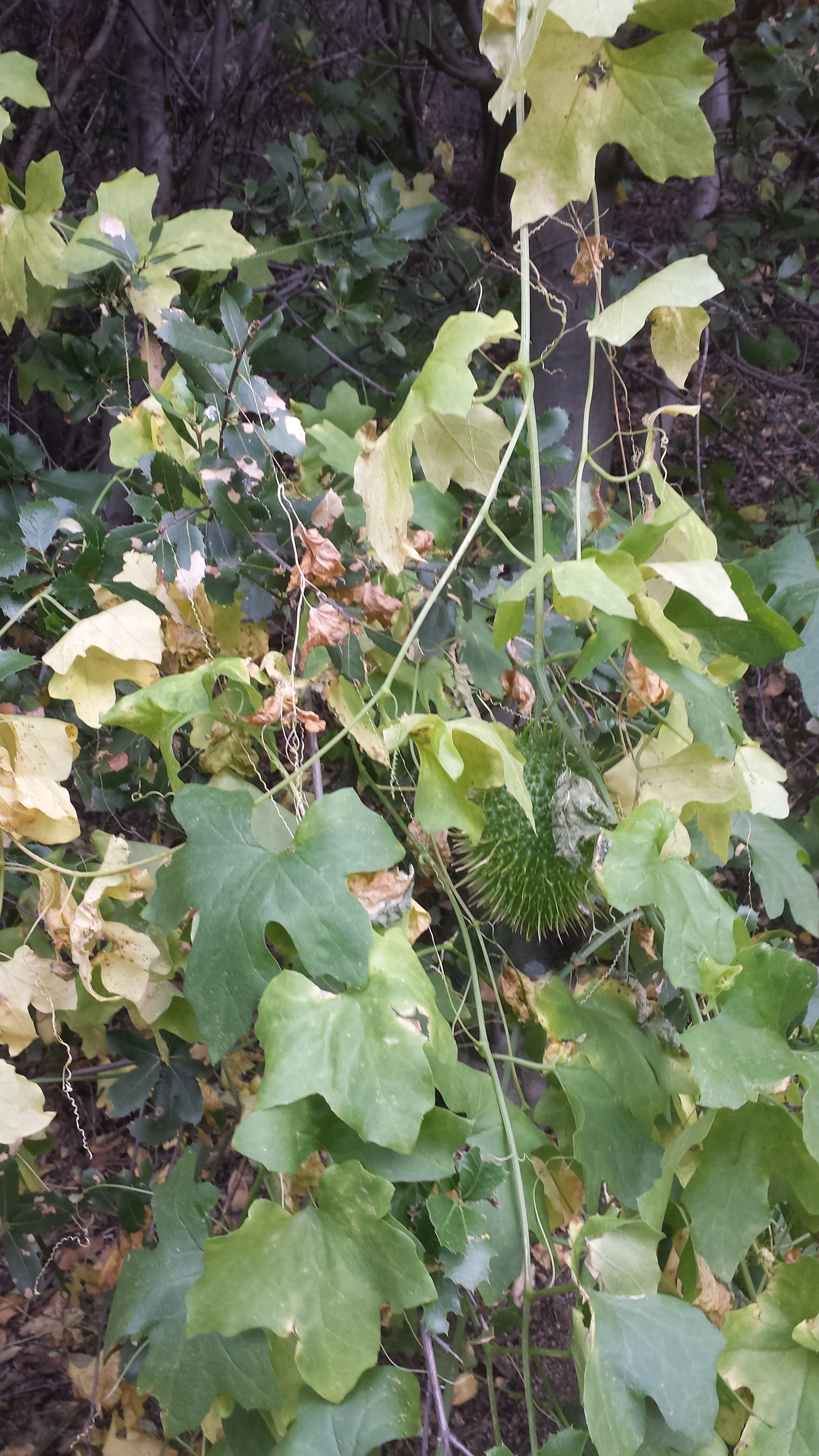Crazy wild cucumber