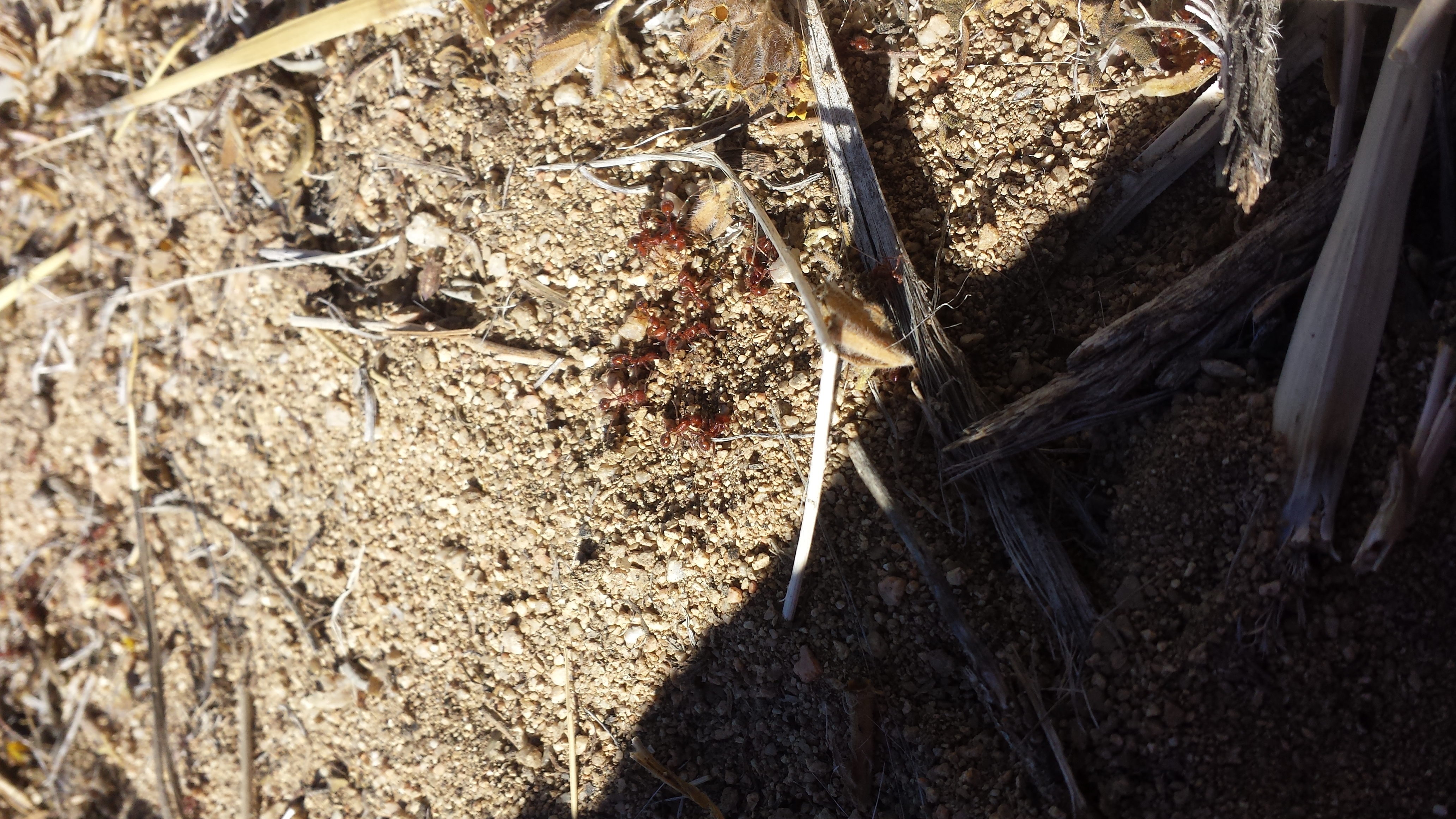 feeding the ants to distract the bastards